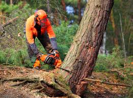 How Our Tree Care Process Works  in Oshkosh, WI